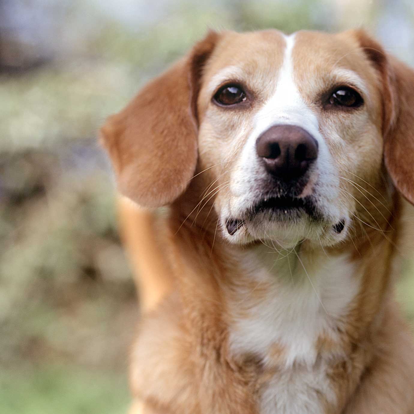 Hund blickt direkt in die Kamera