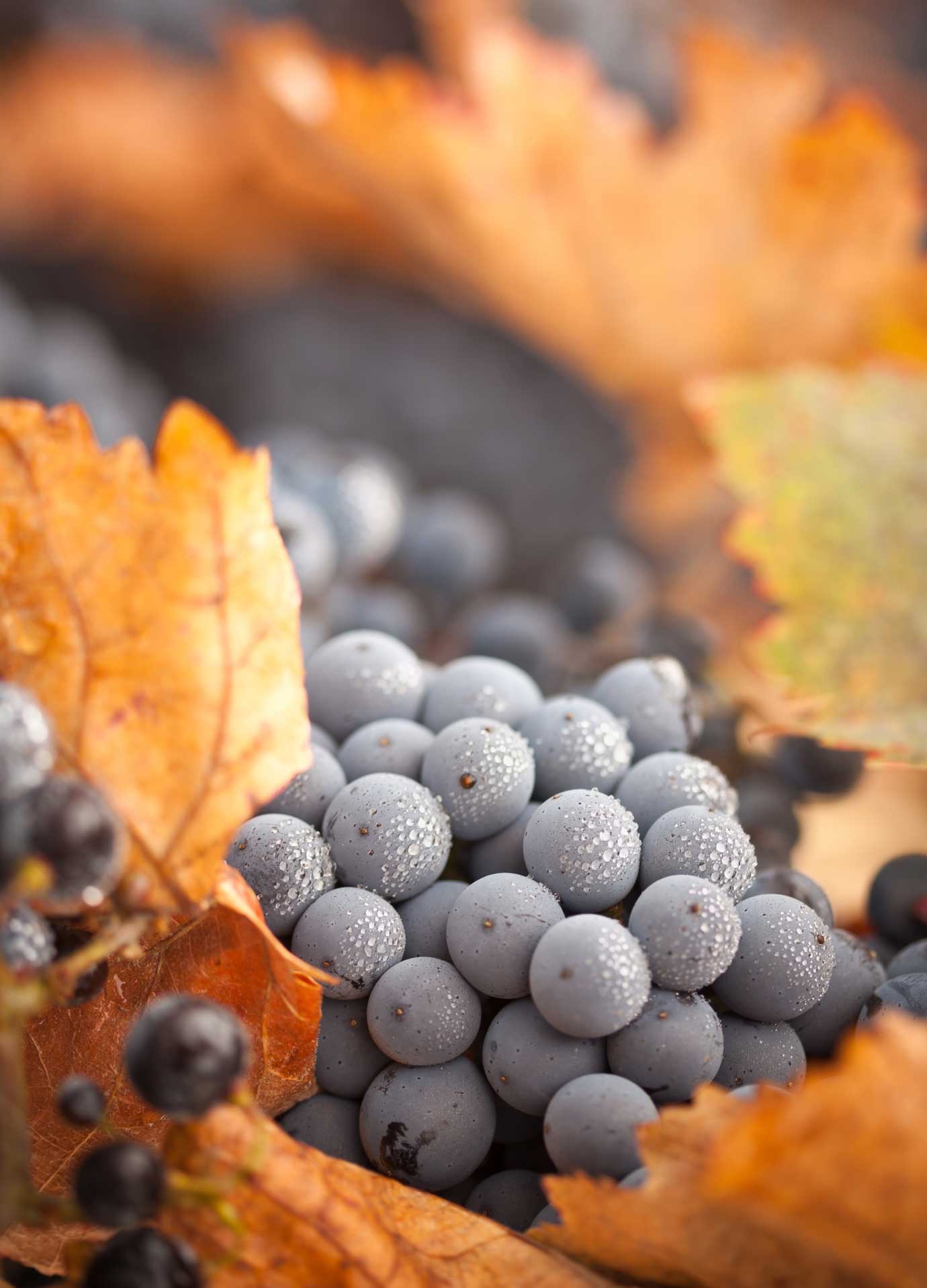Rote Weintrauben und buntes Herbstlaub