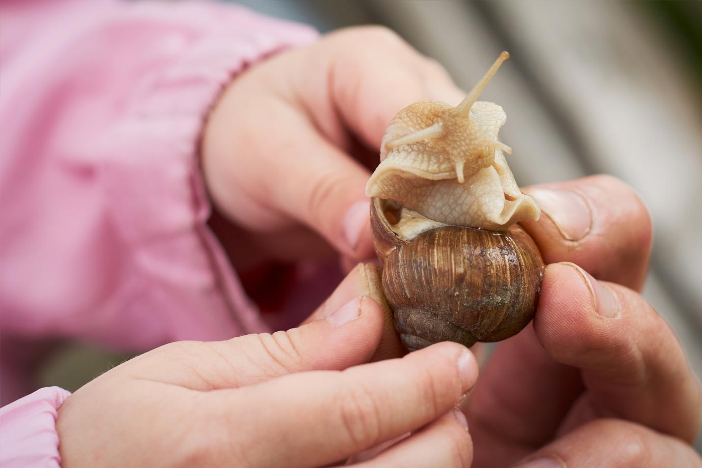 Willis Schneckenweg Sommerhausen, Wanderweg für Kinder